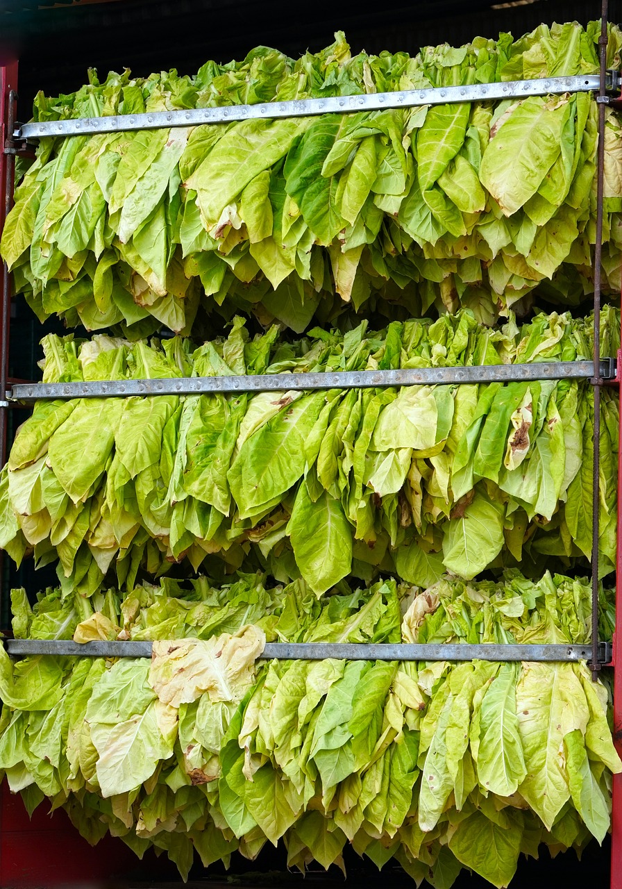 Tobacco harvest